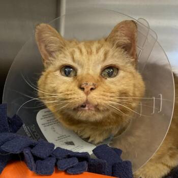 Boogie Woogie -  Domestic Short Hair Cat for Adoption in Salt Lake City, Utah - Boogie Woogie | PetCurious