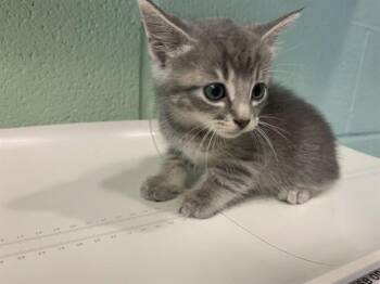Domestic Short Hair Cats Available for Adoption in Grand Prairie, Texas - LUNAR | PetCurious