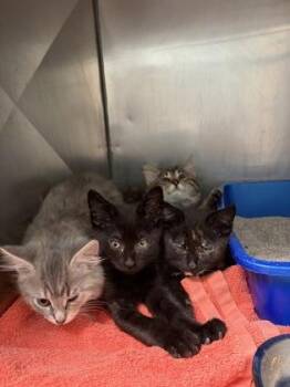Amanda -  Domestic Short Hair Cat for Adoption in Fishers, Indiana - Amanda | PetCurious