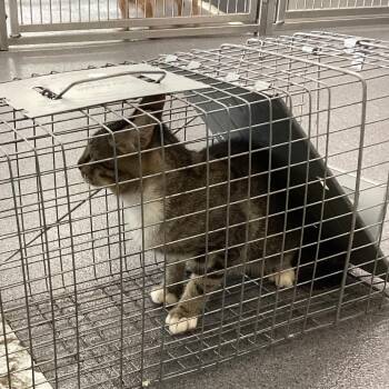 Robinson -  Domestic Short Hair Cat for Adoption in Montgomery, Alabama - Robinson | PetCurious