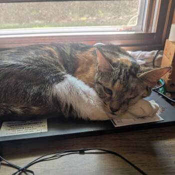 Frankie -  Domestic Short Hair Cat for Adoption in West Olive, Michigan - Frankie | PetCurious