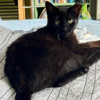 Domestic Short Hair Cats Available for Adoption in Chicago, Illinois - Benito | PetCurious