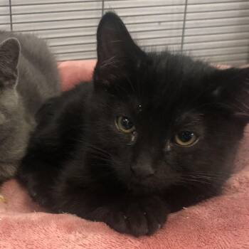 Domestic Short Hair Cats Available for Adoption in Parma, Ohio - Butt-head | PetCurious