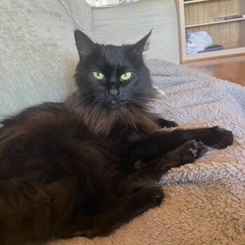 Fern -  Domestic Long Hair Cat for Adoption in Los Altos, California - Fern | PetCurious
