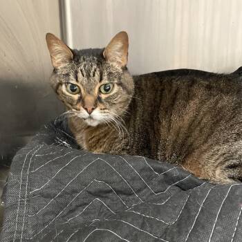 Rescue Domestic Short Hair Cats for Adoption in Port Charlotte, Florida - Lily | PetCurious