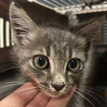 Buzzball -  Domestic Medium Hair Cat for Adoption in Chattanooga, Tennessee - Buzzball | PetCurious