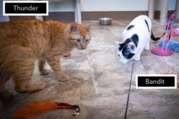 Tabby Cats Available for Adoption in Greenville, Delaware - Thunder (FCID# 03/16/2026 - 502 Trainer) C | PetCurious