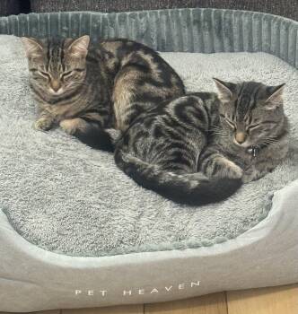 Reese and Rolo -  Tabby and Domestic Short Hair Cat for Adoption in Plain City, Ohio - Reese And Rolo | PetCurious