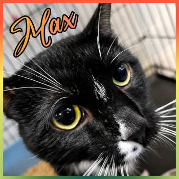 MAX -  Domestic Short Hair Cat for Adoption in Southbury, Connecticut - MAX | PetCurious