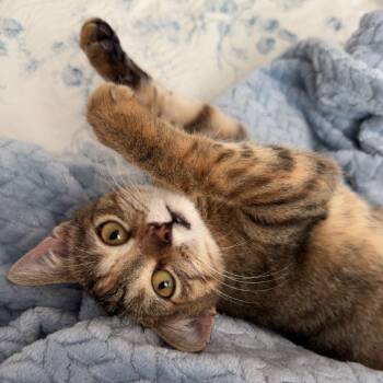 Rescue Domestic Short Hair Cats for Adoption in Columbia, Missouri - Pumpkin | PetCurious