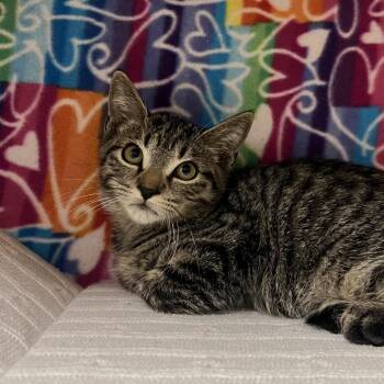 James -  Domestic Short Hair Cat for Adoption - James | PetCurious