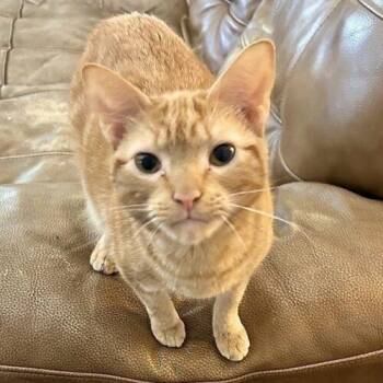 Sparky -  Domestic Short Hair Cat for Adoption in Tampa, Florida - Sparky | PetCurious