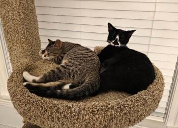 Dahlia -  Domestic Short Hair Cat for Adoption in Minneapolis, Minnesota - Dahlia | PetCurious