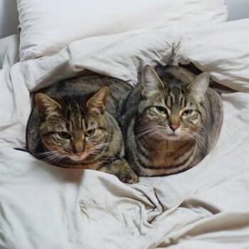 Rescue Domestic Short Hair Cats for Adoption in Graham, Washington - DAPHNE (bonded W/Lilly) | PetCurious