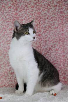 Baloo -  Domestic Short Hair Cat for Adoption in Ashland, Kentucky - Baloo | PetCurious