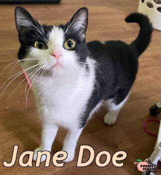 Jane Doe -  Domestic Short Hair Cat for Adoption in Douglasville, Georgia - Jane Doe | PetCurious