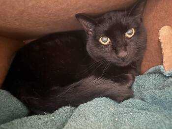 Boston -  Domestic Short Hair Cat for Adoption in Germantown, Ohio - Boston | PetCurious