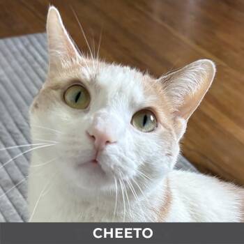 Domestic Short Hair Cats Available for Adoption in Toronto, Ontario - Cheeto | PetCurious