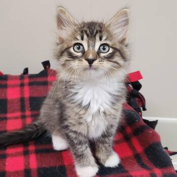 Yarrow -  Tabby Cat for Adoption in Marshfield, Wisconsin - Yarrow | PetCurious