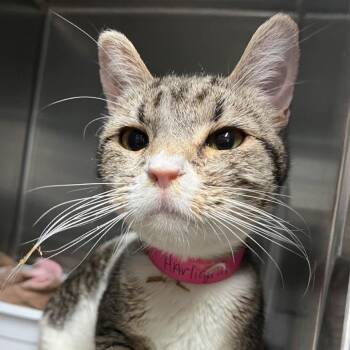 British Shorthair Cats Available for Adoption in Lakeland, Florida - Harlequin | PetCurious