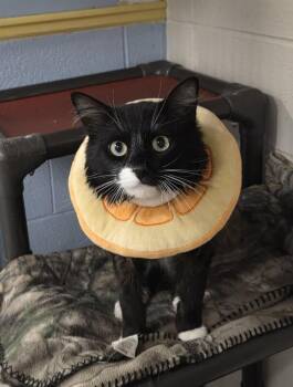 Domestic Medium Hair Cats Available for Adoption in Fruit Heights, Utah - Heath | PetCurious