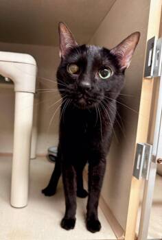 Maleficent -  Domestic Short Hair Cat for Adoption in Effingham, Illinois - Maleficent | PetCurious