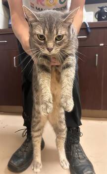 Christine -  Domestic Short Hair Cat for Adoption in Nashville, Tennessee - Christine | PetCurious