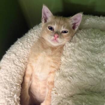 Butternut -  Domestic Short Hair Cat for Adoption in Fort Lauderdale, Florida - Butternut | PetCurious