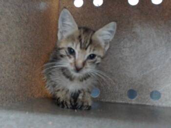 A598847 -  Domestic Short Hair Cat for Adoption in Orlando, Florida - A598847 | PetCurious