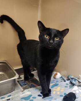 Frick -  Domestic Short Hair Cat for Adoption in Clayton, New Jersey - Frick | PetCurious