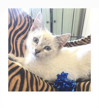 Snowpea -  Siamese Cat for Adoption - Snowpea | PetCurious