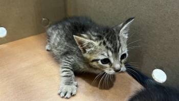 Domestic Short Hair Cats Available for Adoption in Grand Prairie, Texas - BABY SALSA | PetCurious