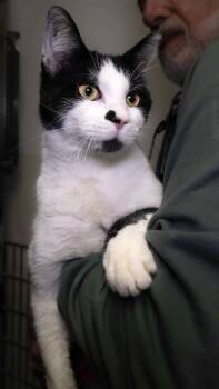 Domestic Short Hair Cats Available for Adoption - Juan | PetCurious