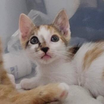 Cabo Bobs 27 -  Domestic Short Hair Cat for Adoption in Austin, Texas - Cabo Bobs 27 | PetCurious