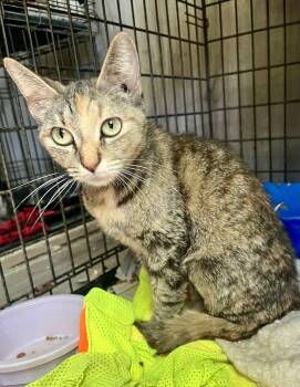Domestic Short Hair Cats Available for Adoption in Stuart, Virginia - Wella | PetCurious