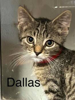 Dallas -  Domestic Short Hair Cat for Adoption in Princeton, Indiana - Dallas | PetCurious