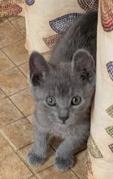 American Shorthair Cats Available for Adoption in Tracy, California - Brutus | PetCurious