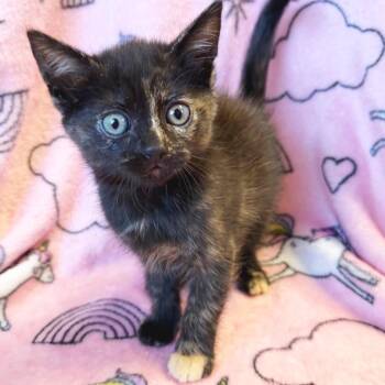 Princess Hissybottoms -  Domestic Short Hair Cat for Adoption in Mt. Juliet, Tennessee - Princess Hissybottoms | PetCurious