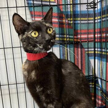 Silver -  Domestic Short Hair Cat Available for Adoption in Buffalo, New York - Silver | PetCurious