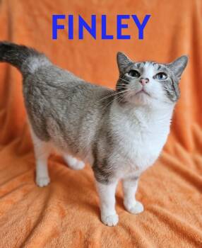 FINLEY -  Domestic Short Hair Cat for Adoption in Harrodsburg, Kentucky - FINLEY | PetCurious