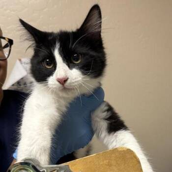 Flute -  Domestic Medium Hair Cat for Adoption in Tempe, Arizona - Flute | PetCurious