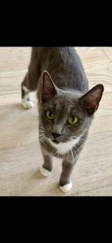 Sasha Matthews -  Domestic Short Hair Cat for Adoption in Dallas, Texas - Sasha Matthews | PetCurious
