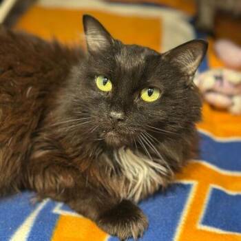 Moonbeam -  Domestic Long Hair Cat for Adoption in Matteson, Illinois - Moonbeam | PetCurious