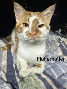 Domestic Short Hair Cats Available for Adoption - FlufferNutter | PetCurious