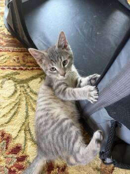 Louis -  Domestic Short Hair Cat for Adoption in Kenosha, Wisconsin - Louis | PetCurious