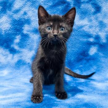 Mopple -  Domestic Short Hair Cat Available for Adoption in Overland Park, Kansas - Mopple | PetCurious