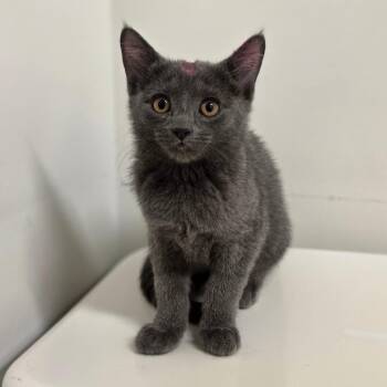 Kismet -  Domestic Short Hair Cat for Adoption in Phoenix, Arizona - Kismet | PetCurious