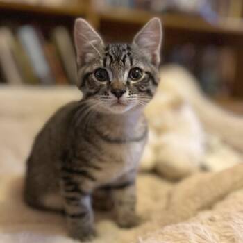 Chonk -  Domestic Short Hair Cat for Adoption in Hailey, Idaho - Chonk | PetCurious