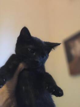 Domestic Short Hair Cats Available for Adoption in Liverpool, Texas - Gandalf | PetCurious