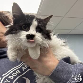 Domestic Long Hair Cats Available for Adoption - Beethoven | PetCurious